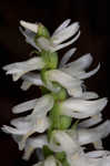 Great Plains lady's tresses